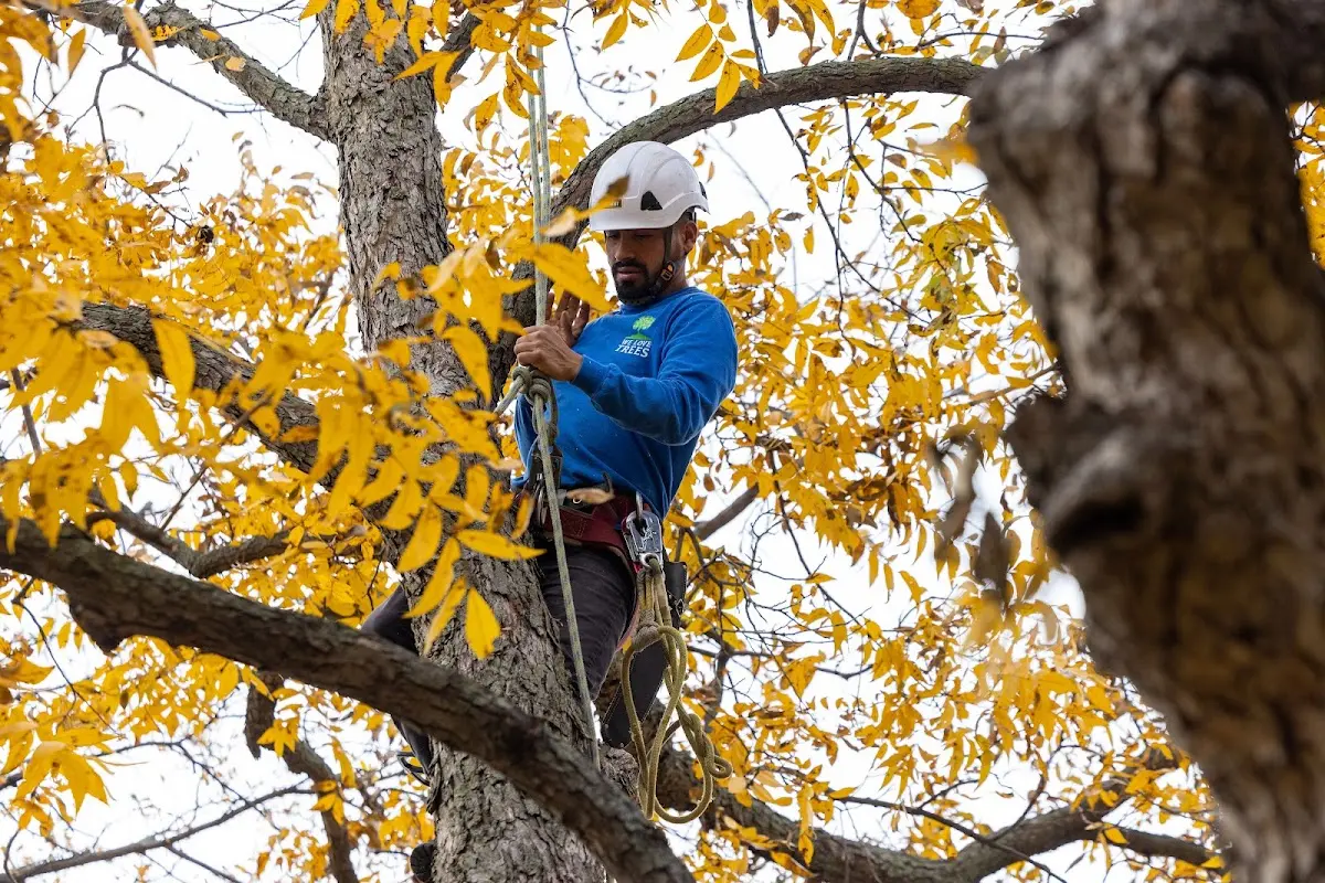 Skilled Emergency Tree Service crew working in Montgomery